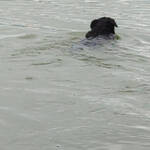 unser Hund im See