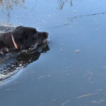unser Hund schwimt im Graben