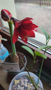 Hippeastrum mit nur 2 roten Blüten