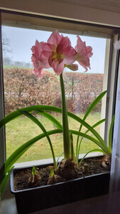 Rosa gefüllte Ritterstern- Blüte in voller Pracht