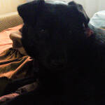 unser Hund auf der Couch