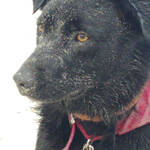 unser Hund mit Ostseesand im Gesicht