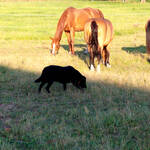 unser Hund bei Nachbars Pferden