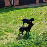 unsere Hündin mit Herrenbesuch