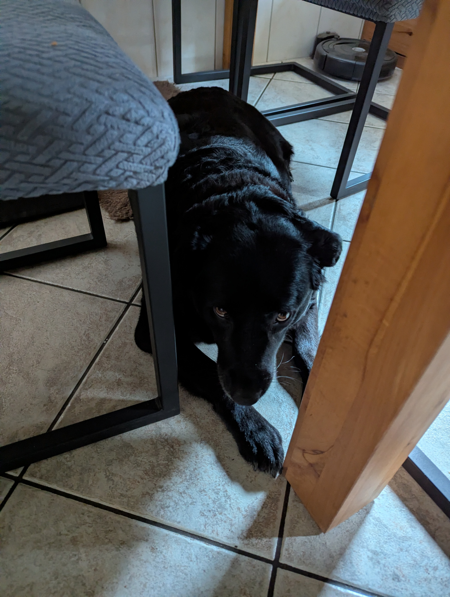 unser Hund, krank unter dem Tisch