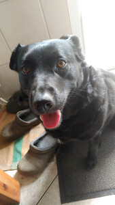 unser Hund in guten Zeiten